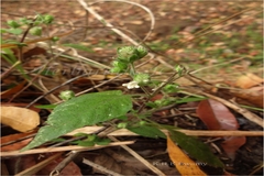 Lepidagathis purpuricaulis